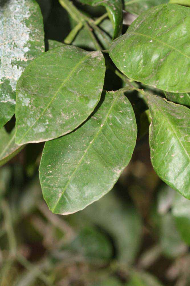              Shade leaves (Riverside, CA)       